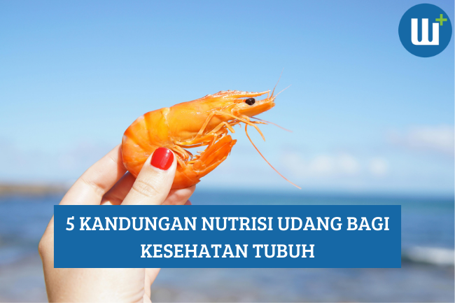 5 Kandungan Nutrisi Udang bagi Kesehatan Tubuh